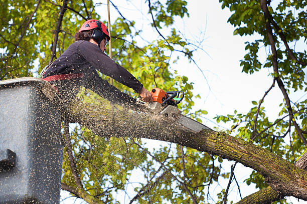 How Our Tree Care Process Works  in  Lumber City, GA